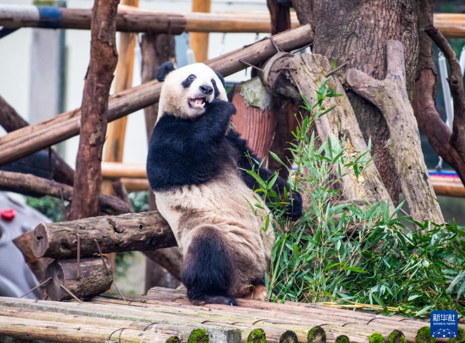 重慶動物園のパンダがリニューアルしたパンダ舎に引っ越し