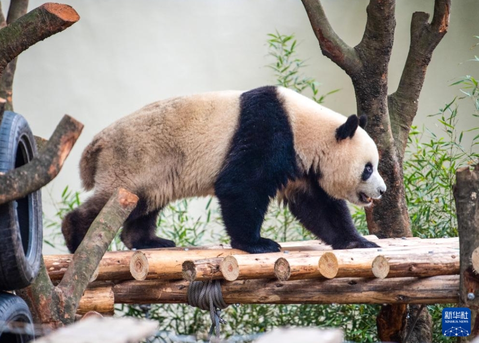 重慶動物園のパンダがリニューアルしたパンダ舎に引っ越し
