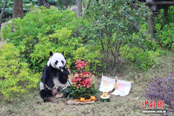 中日のパンダファンが広西に集結、帰国パンダ「明浜」の誕生日を祝う