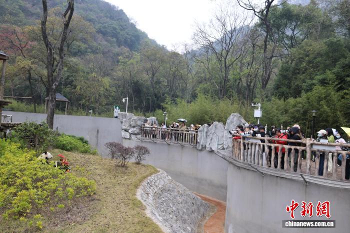 中日のパンダファンが広西に集結、帰国パンダ「明浜」の誕生日を祝う