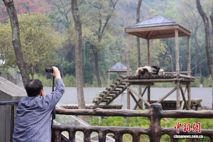 中日のパンダファンが広西に集結、帰国パンダ「明浜」の誕生日を祝う