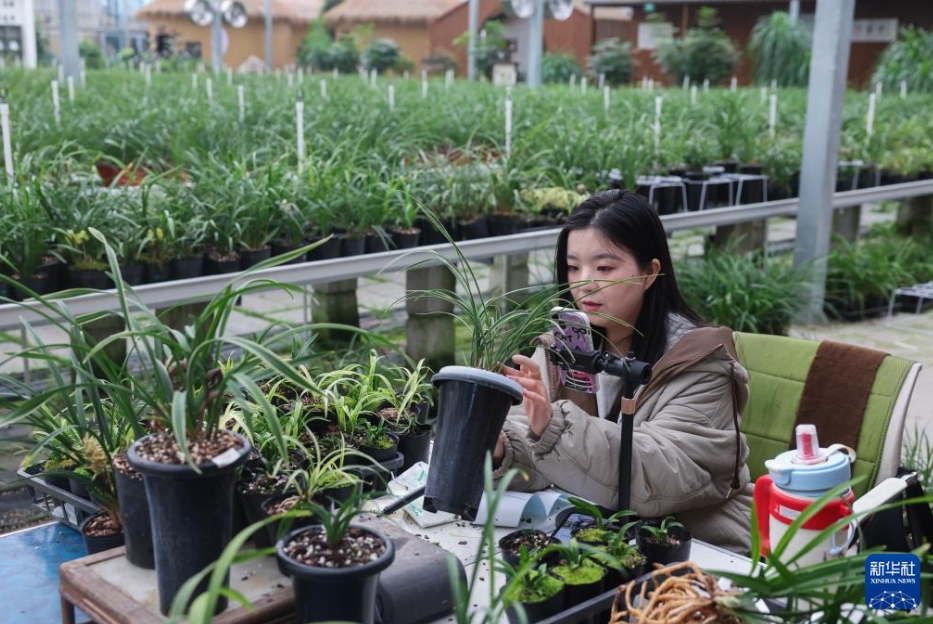 販売ピークを迎えた新年を彩る花々　浙江省紹興