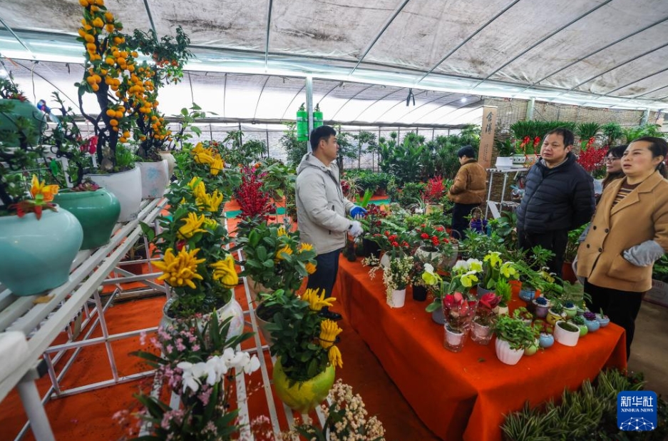 販売ピークを迎えた新年を彩る花々　浙江省紹興