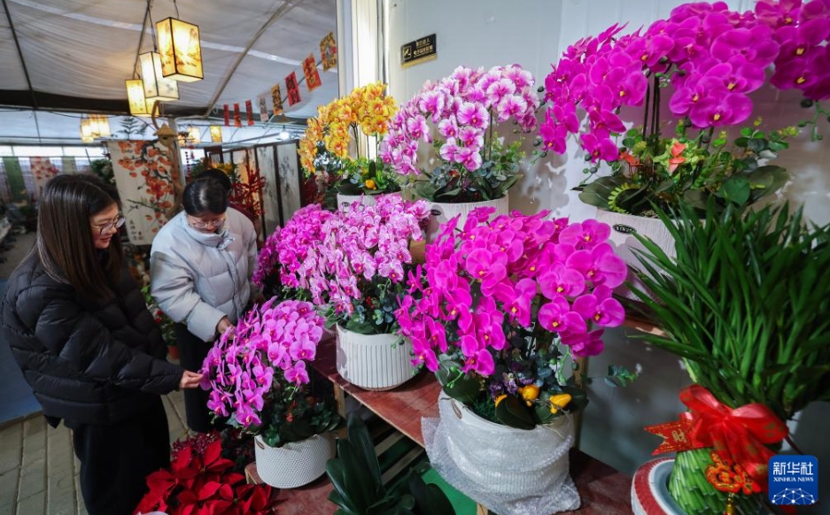 販売ピークを迎えた新年を彩る花々　浙江省紹興