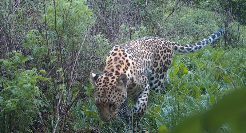 銀河山省級自然保護区の赤外線カメラが捉えたキタシナヒョウの画像。