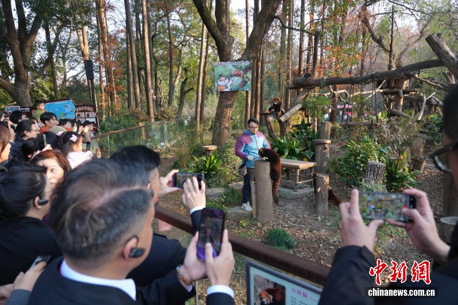 上海市、レッサーパンダ2頭を台北動物園に贈呈