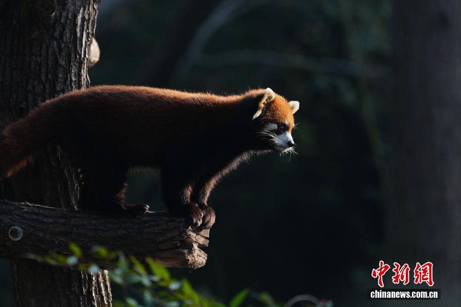上海市、レッサーパンダ2頭を台北動物園に贈呈
