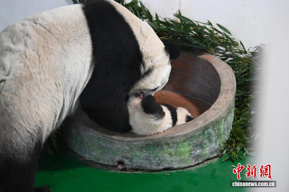 甘粛省初の人工繁殖による赤ちゃんパンダ、生後100日を迎える