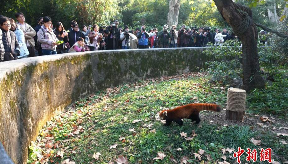 上海市、レッサーパンダ2頭を台北動物園に贈呈                    上海市で12月28日、「2025年上海・台北都市フォーラム」が開催された。同日、台北市代表団が上海動物園を視察した。詳細>