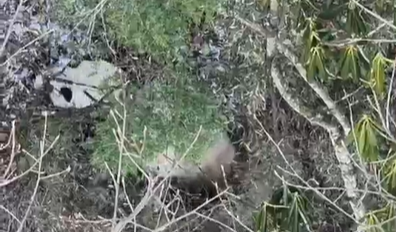 野生のパンダが「故郷」の四川省雅安県で移動する映像