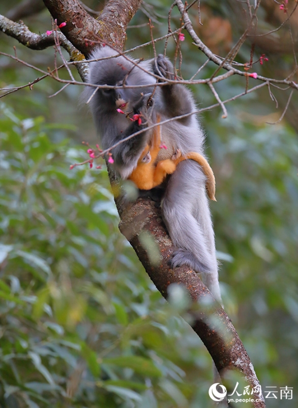 雲南省無量山でファイヤールトン百匹以上が「冬桜ビュッフェ」楽しむ