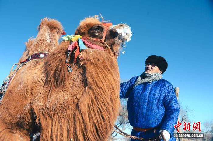 渾善達克砂漠で「最も美しい雄ラクダ」を決める選考会　内蒙古