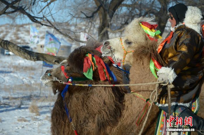 渾善達克砂漠で「最も美しい雄ラクダ」を決める選考会　内蒙古