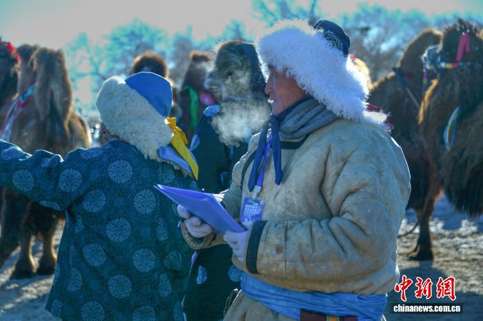 渾善達克砂漠で「最も美しい雄ラクダ」を決める選考会　内蒙古
