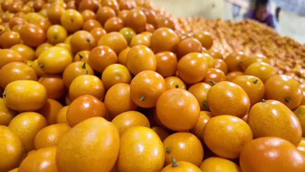 陽朔県のキンカン