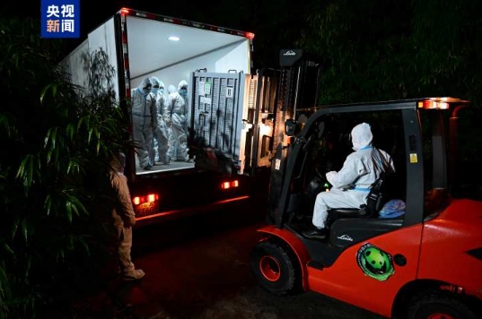 パンダの「暁暁」と「蕾蕾」が無事中国に到着