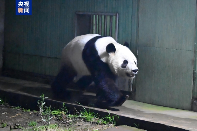 パンダの「暁暁」と「蕾蕾」が無事中国に到着