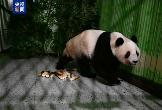 パンダの「暁暁」と「蕾蕾」が無事中国に到着