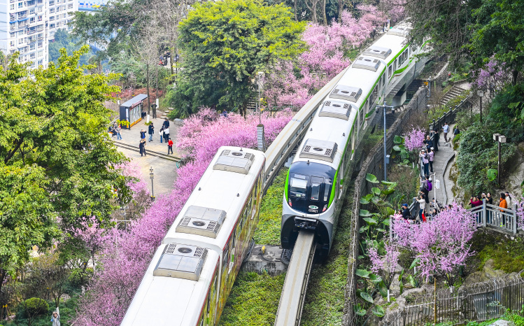 線路沿いで咲き誇るビジンウメの横を列車が通過し、春の景色広がる重慶軌道交通2号線の仏図関区間(2月23日撮影・斉嵐森)。