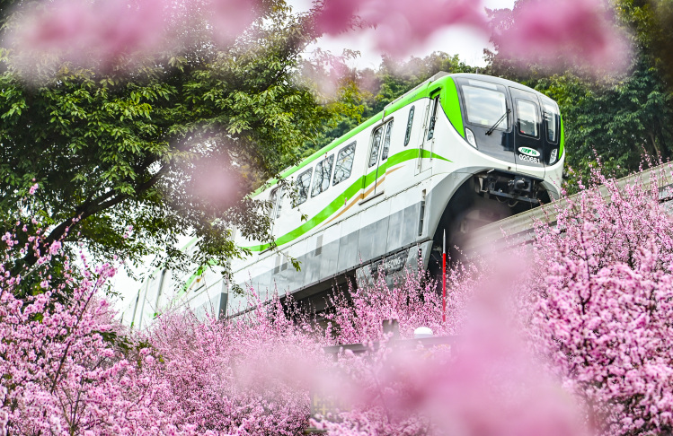 線路沿いで咲き誇るビジンウメの横を列車が通過し、春の景色広がる重慶軌道交通2号線の仏図関区間(2月23日撮影・斉嵐森)。