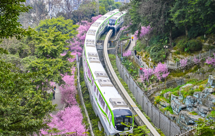 線路沿いで咲き誇るビジンウメの横を列車が通過し、春の景色広がる重慶軌道交通2号線の仏図関区間(2月23日撮影・斉嵐森)。