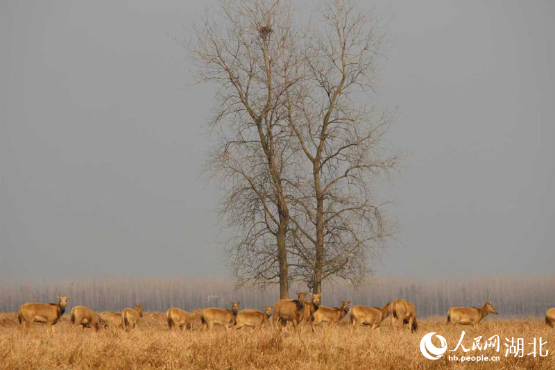 湖北省石首シフゾウ国家級自然保護区内をのんびりと移動するシフゾウの群れ（撮影・張沛）。