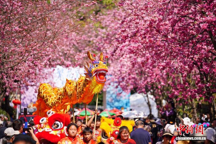 満開を迎えた呈貢の桜　雲南省昆明