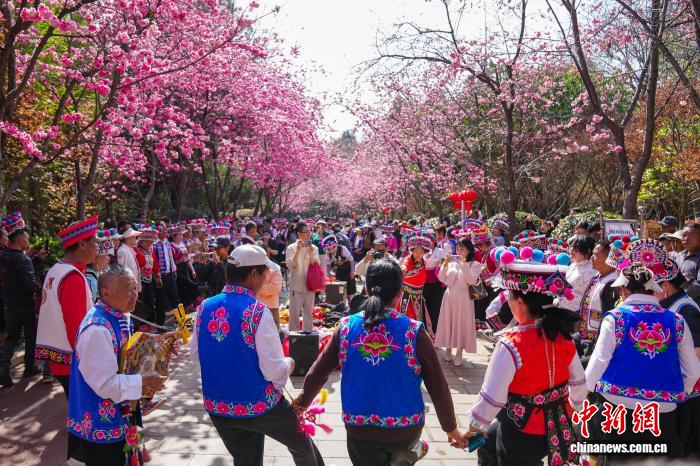 満開を迎えた呈貢の桜　雲南省昆明