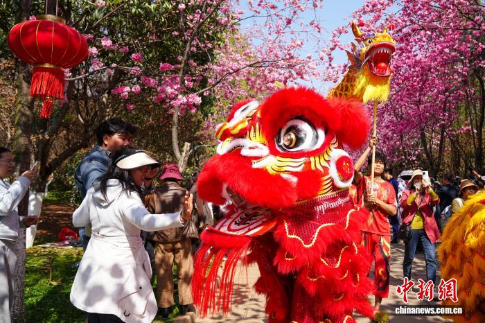 満開を迎えた呈貢の桜　雲南省昆明