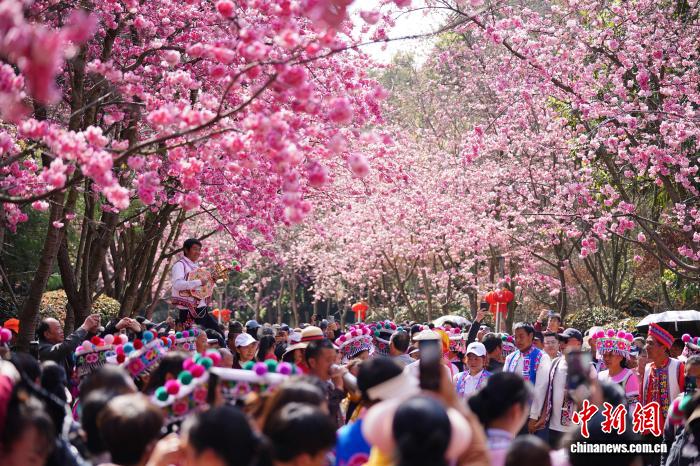 満開を迎えた呈貢の桜　雲南省昆明