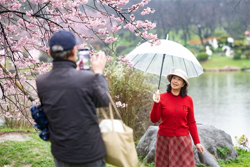 武漢東湖桜花園で桜と記念撮影をする女性（3月1日撮影・何宇欣）。