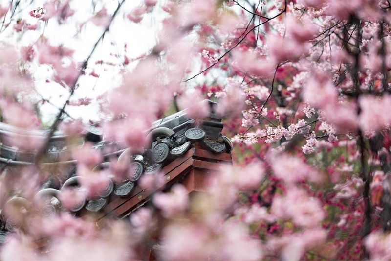 早咲きの桜が満開を迎えている武漢東湖桜花園（3月1日撮影・何宇欣）。
