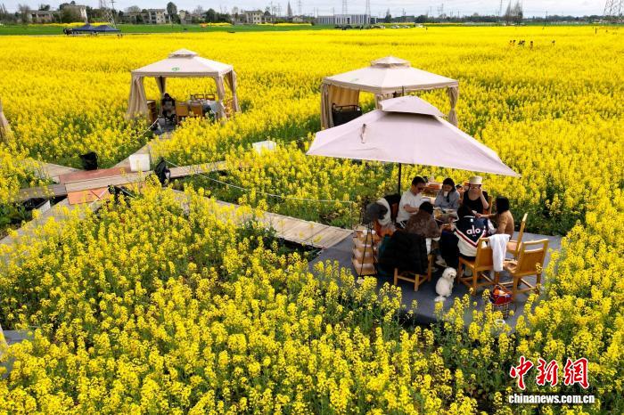 今年も人気を集める「菜の花畑で火鍋」　四川省成都市