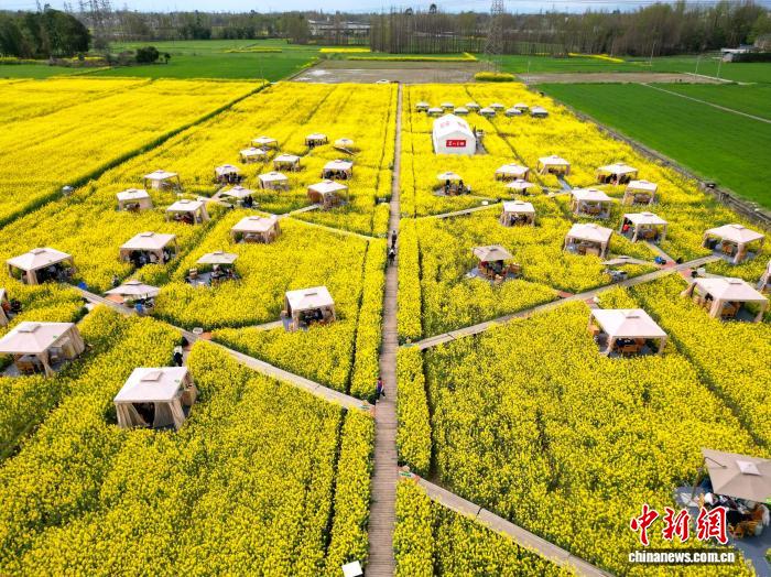 今年も人気を集める「菜の花畑で火鍋」　四川省成都市