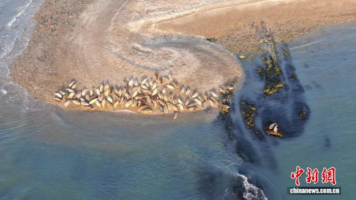 遼東湾でくつろぐゴマフアザラシの群れ（画像提供・大連海警局）。