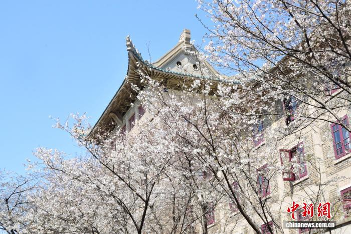 武漢大学校内の古い建物と「競演」する美しい桜の花（資料画像、撮影・馬芙蓉）。