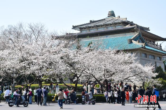 武漢大学校内の古い建物と「競演」する美しい桜の花（資料画像、撮影・馬芙蓉）。