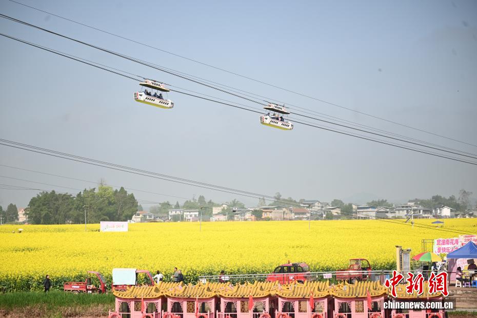 黄色い絨毯を敷き詰めたような一面の菜の花畑　重慶市潼南