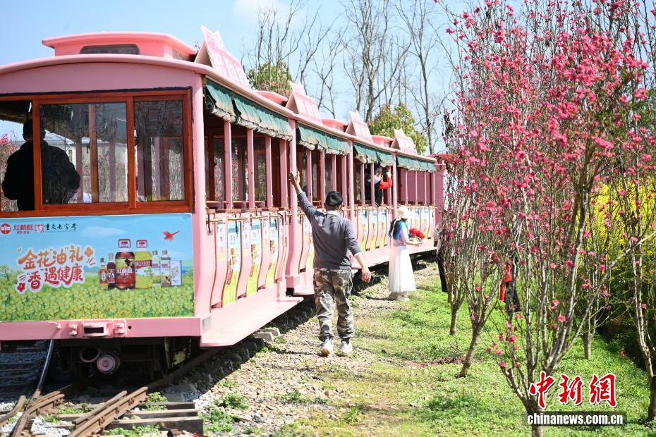 黄色い絨毯を敷き詰めたような一面の菜の花畑　重慶市潼南