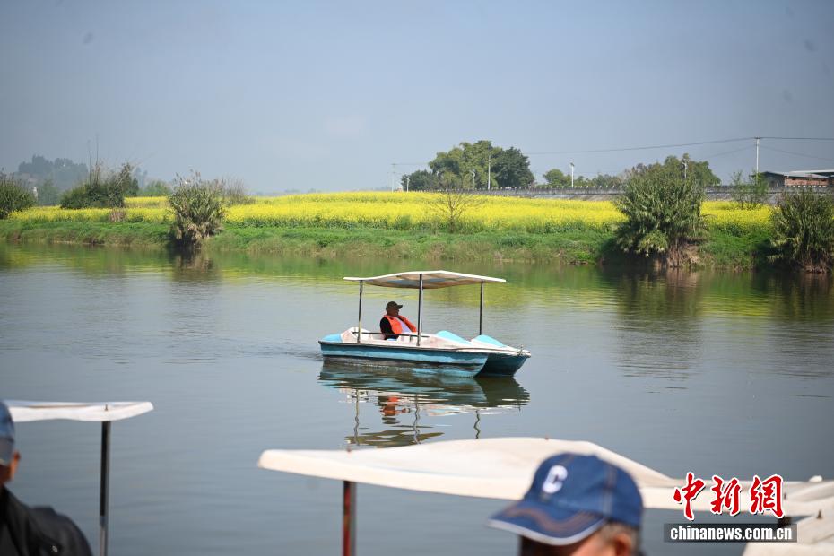 黄色い絨毯を敷き詰めたような一面の菜の花畑　重慶市潼南