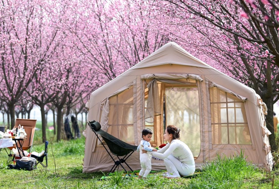 見頃を迎えた春を彩る梅の花　陝西省西安市鄠邑