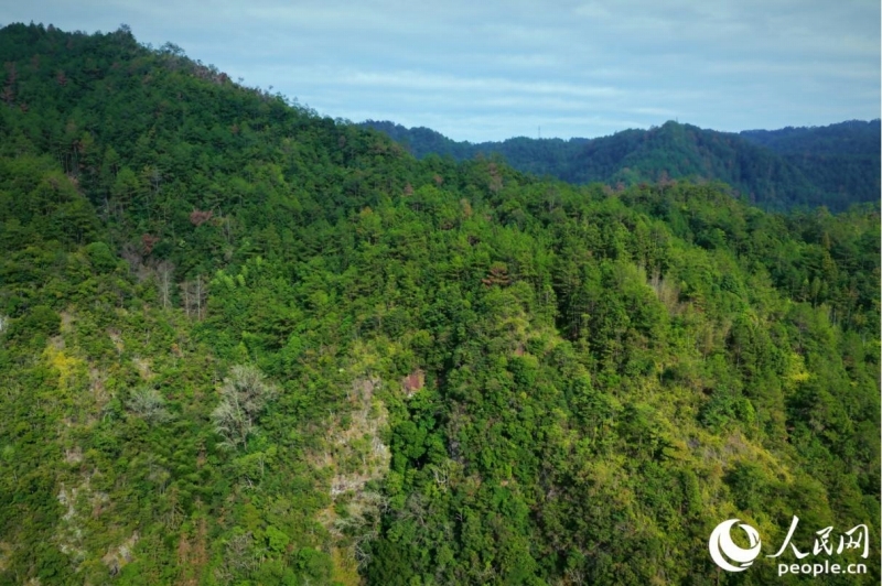 山林に囲まれ、道路が敷設されていなかった当時、下党郷の村民たちは寿寧県の中心部まで往復する際、草をかき分け、険しい山や川を越えなければならなかった（撮影・李唯一）。