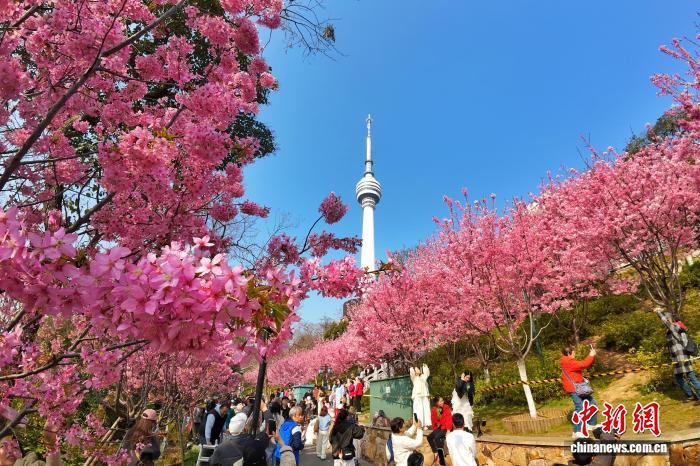 桜が満開となり、行楽客でにぎわう「春の山」　湖北省武漢