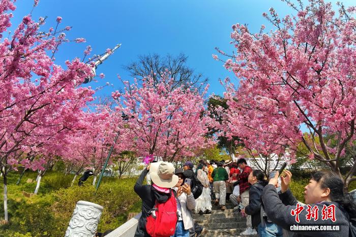 桜が満開となり、行楽客でにぎわう「春の山」　湖北省武漢