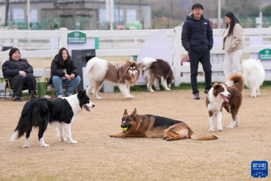 都市生活圏に浸透する「ペットフレンドリー」、産業新生態を活性化　江蘇省