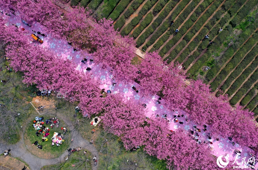 春の散策と花見のベストシーズン到来　江西省南昌