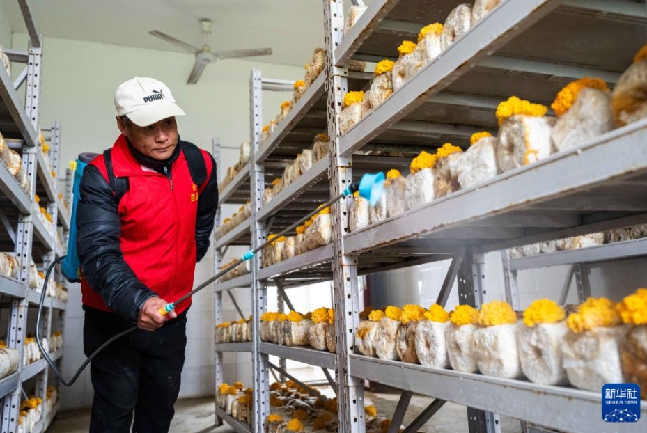 「キノコ工場」として蘇った廃校した小学校　湖南省望城