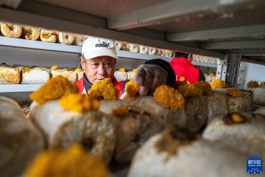 「キノコ工場」として蘇った廃校した小学校　湖南省望城