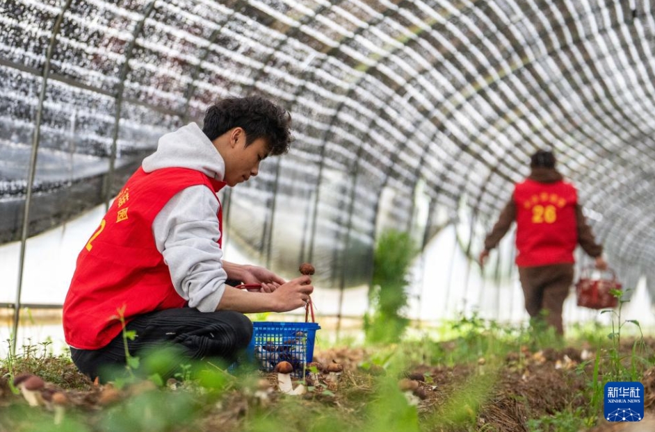 「キノコ工場」として蘇った廃校した小学校　湖南省望城