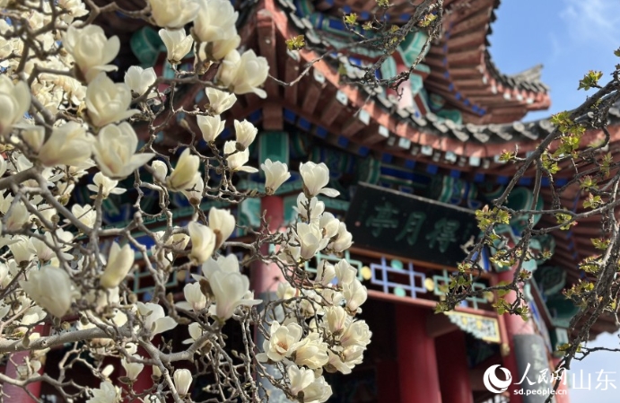 春色に染まる大明湖　山東省